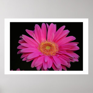 Pôster Rosa