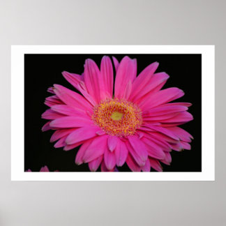 Pôster Rosa