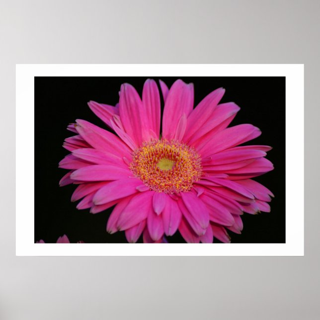 Pôster Rosa (Frente)