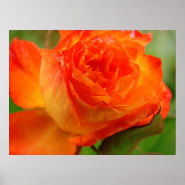 Pôster Rosa (Frente)