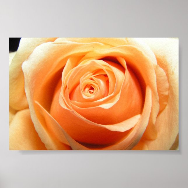 Poster Rosa (Frente)