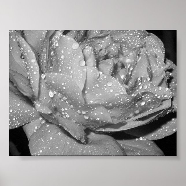 Pôster Rosa (Frente)