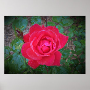 Poster Rosa,