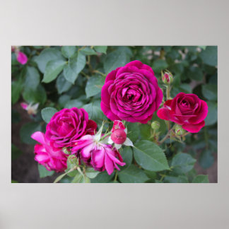 Poster Rosa