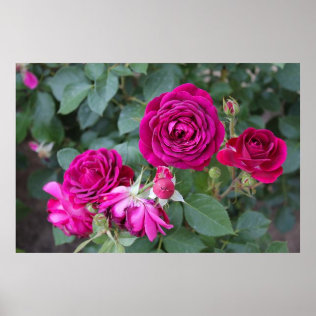 Poster Rosa (Frente)