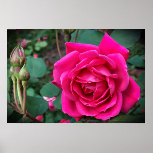 Poster Rosa,