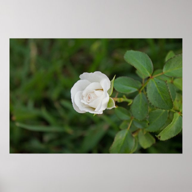 Pôster Rosa (Frente)