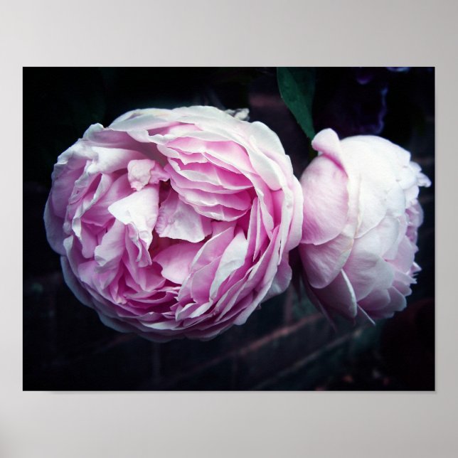 Poster Rosa (Frente)