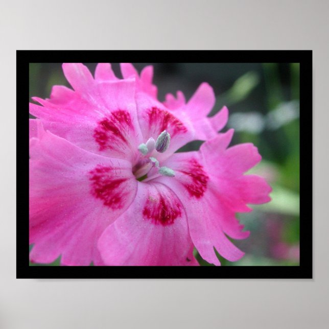 Pôster Rosa (Frente)