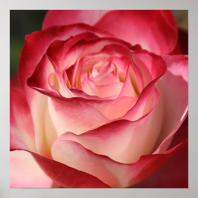 Poster Rosa (Frente)