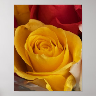 Poster Rosa