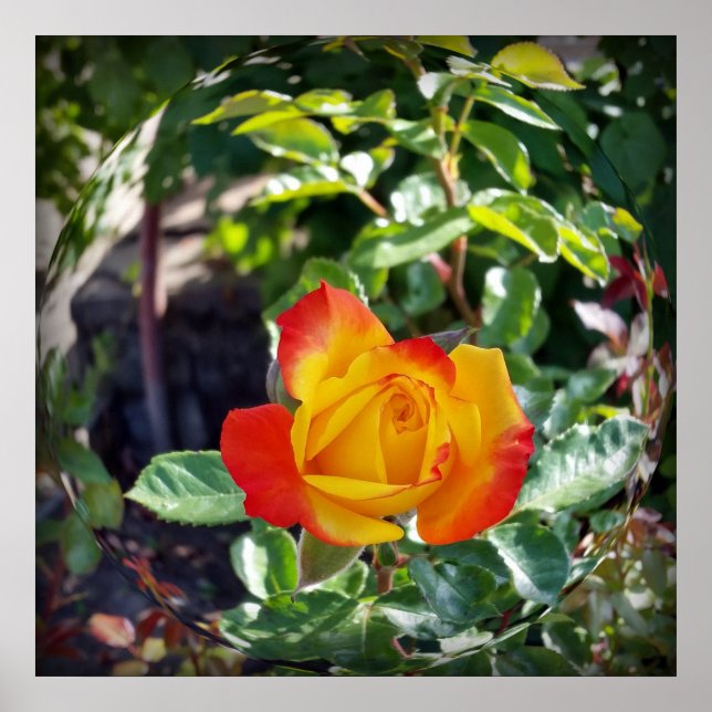 Poster rosa (Frente)