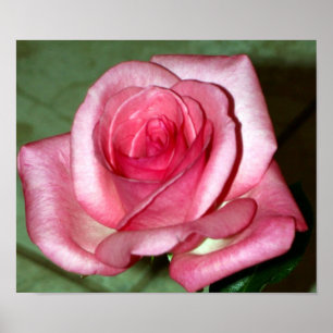 Pôster Rosa