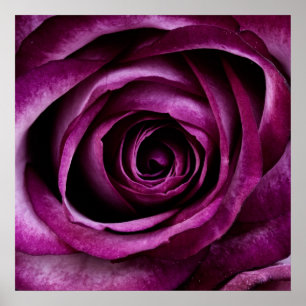 Poster Rosa