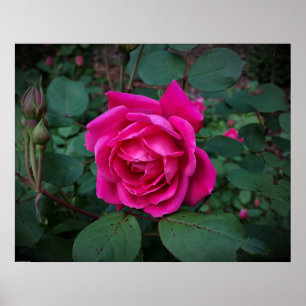 Poster Rosa,