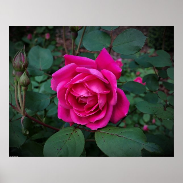 Poster Rosa, (Frente)