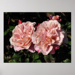 Poster Rosa 142 do Shrub de Tambores Distantes