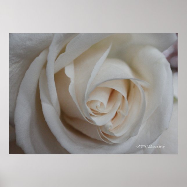 Poster Rosa 16 (Frente)