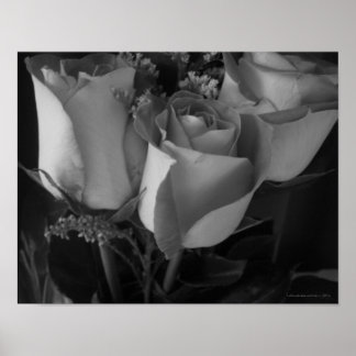 Poster Rosa [2]