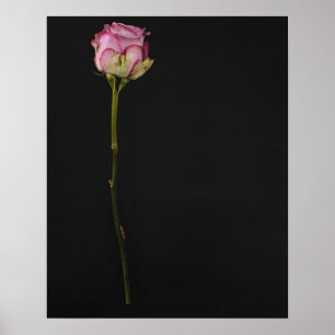 Poster Rosa 3 do rosa