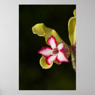 Pôster Rosa (Adenium Obesum), África do Sul