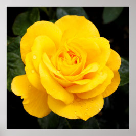Poster Rosa Amarela