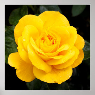 Poster Rosa Amarela