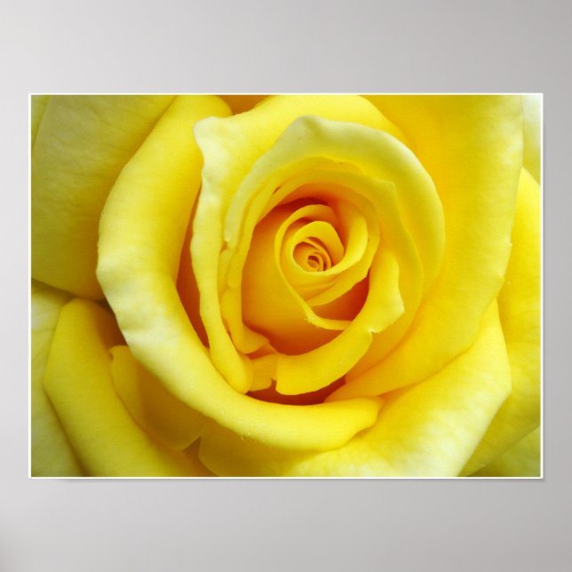 Poster Rosa Amarela (Frente)