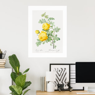 Poster Rosa Amarela da Arte de Enxofre