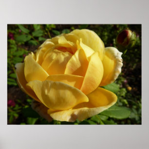 Poster Rosa amarelo