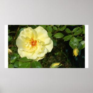 Pôster rosa amarelo