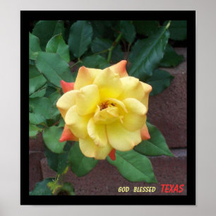 Pôster Rosa amarelo de Texas