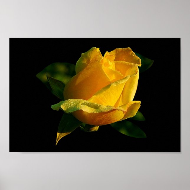 Poster Rosa Amarelo Grande (Frente)