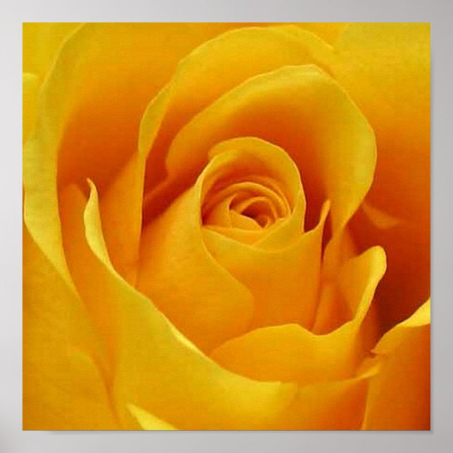 Poster Rosa Amarelo Grande (Frente)