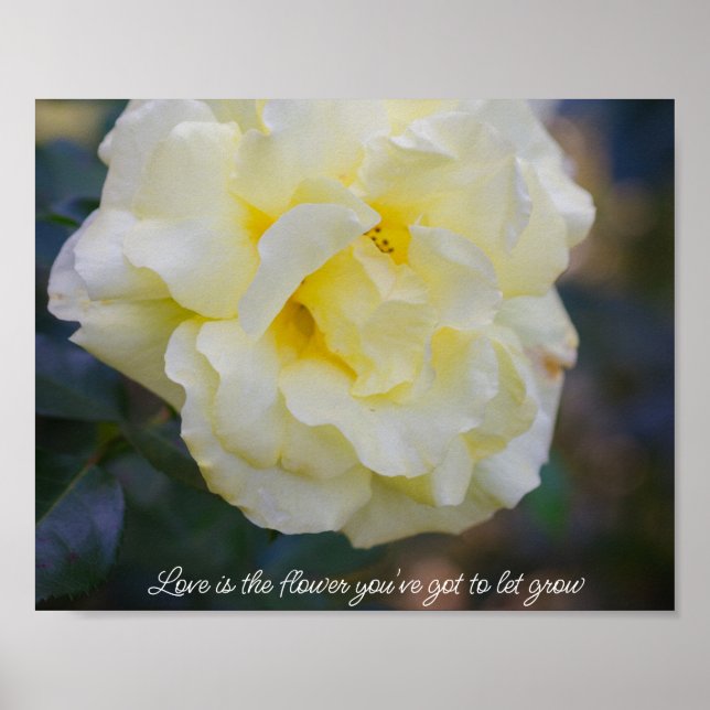 Poster Rosa amarelo pálido  (Frente)