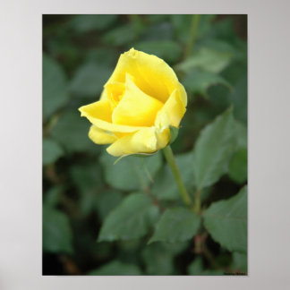 Poster Rosa Amarelo Sangrento