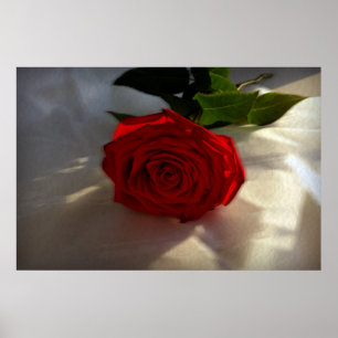 Poster rosa ao anoitecer