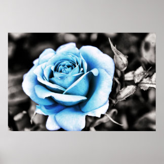 Poster Rosa azul