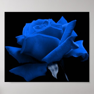 Poster Rosa azul