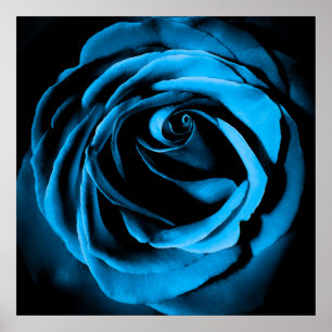 Poster Rosa azul