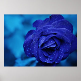 Poster Rosa azul