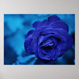 Poster Rosa azul com gotas de mastigação