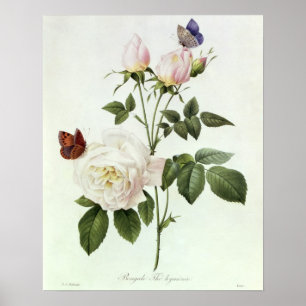 Poster Rosa: Bengale o Hymenes, 'dos rosas de Les