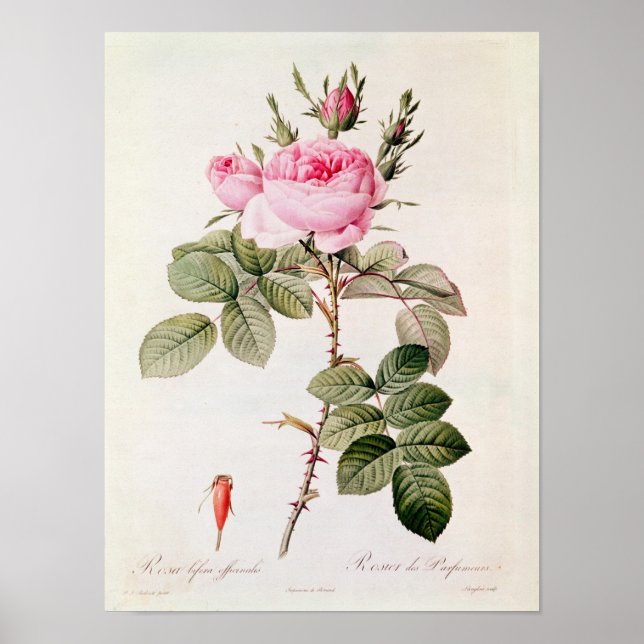 Poster Rosa Bifera Officinalis, from 'Les Roses' (Frente)