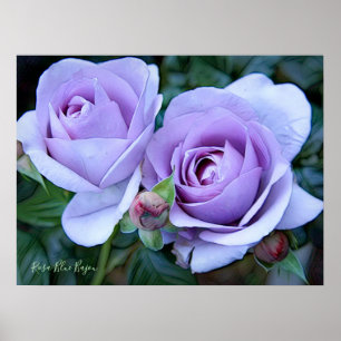 Poster Rosa Blue Bajou [Arquivar Papel Pesado]