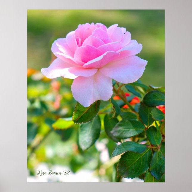 Poster Rosa Bonica '82 (Frente)