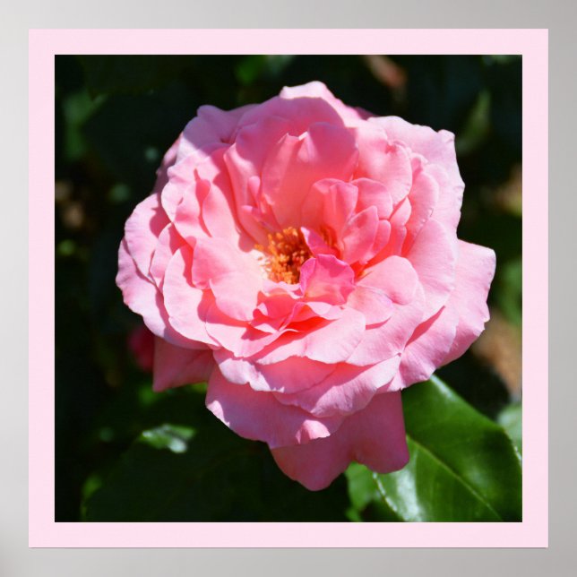 Poster rosa bonito (Frente)