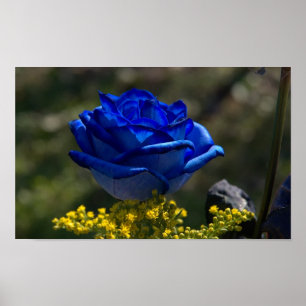 Pôster Rosa bonito 1 do azul