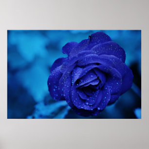 Pôster Rosa bonito do azul
