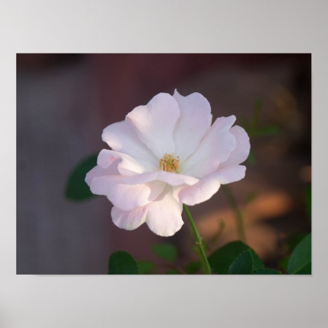 Poster Rosa branca (Frente)